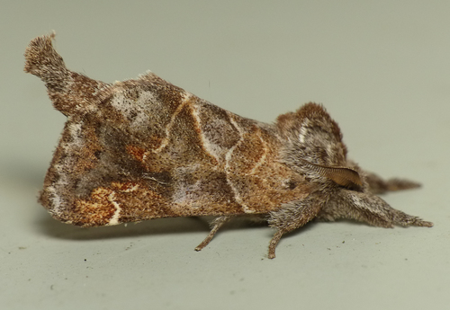 Striped Chocolate-tip Moth photo 2