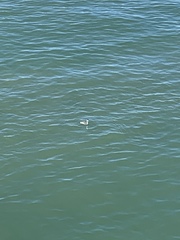 Aechmophorus clarkii