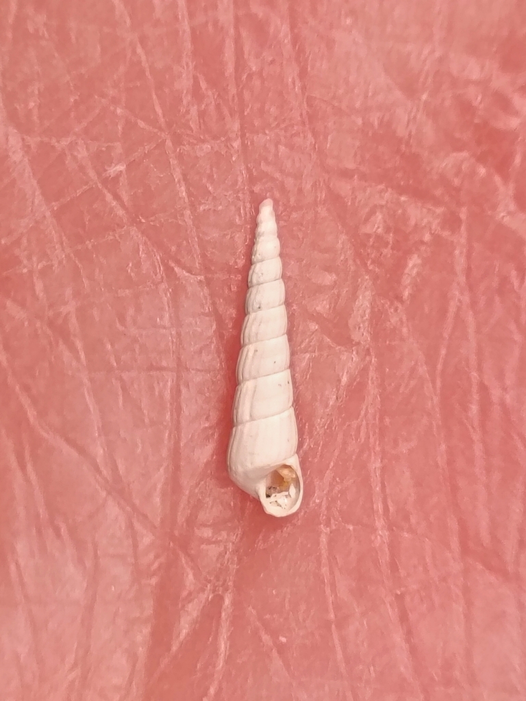 Turbonilla cerina