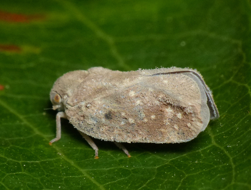 Citrus Flatid Planthopper