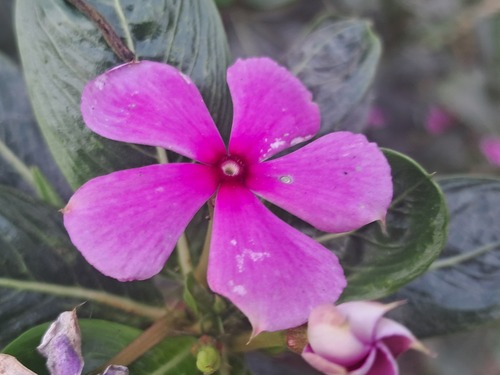 Madagascar Periwinkle