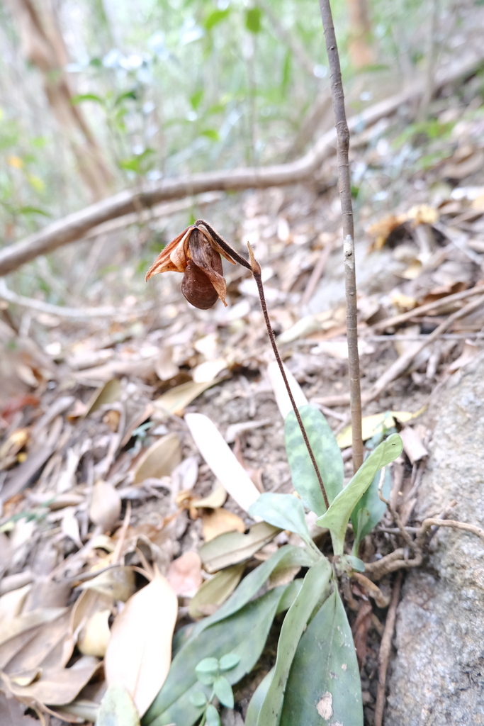 Paphiopedilum purpuratum