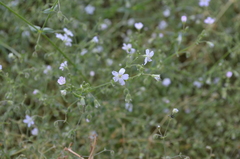 Lepyrodiclis holosteoides