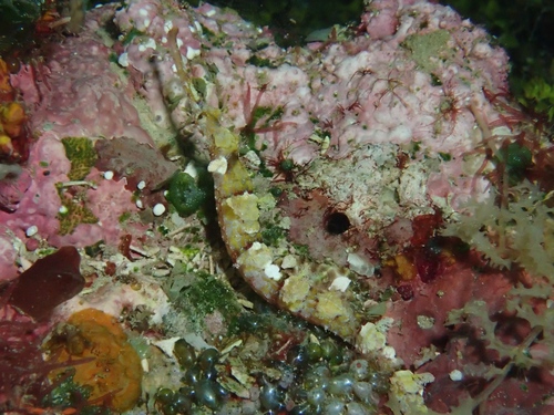 Halicampus macrorhynchus observed 2025-12-09