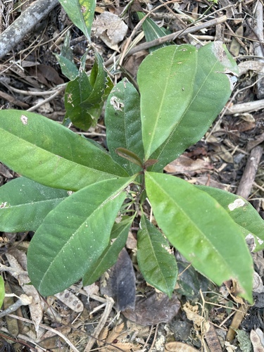 Marlberry