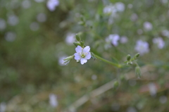 Lepyrodiclis holosteoides