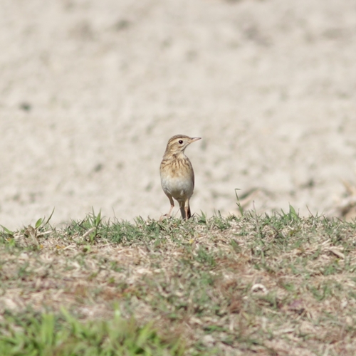 Richard's Pipit (Anthus richardi), photo 5