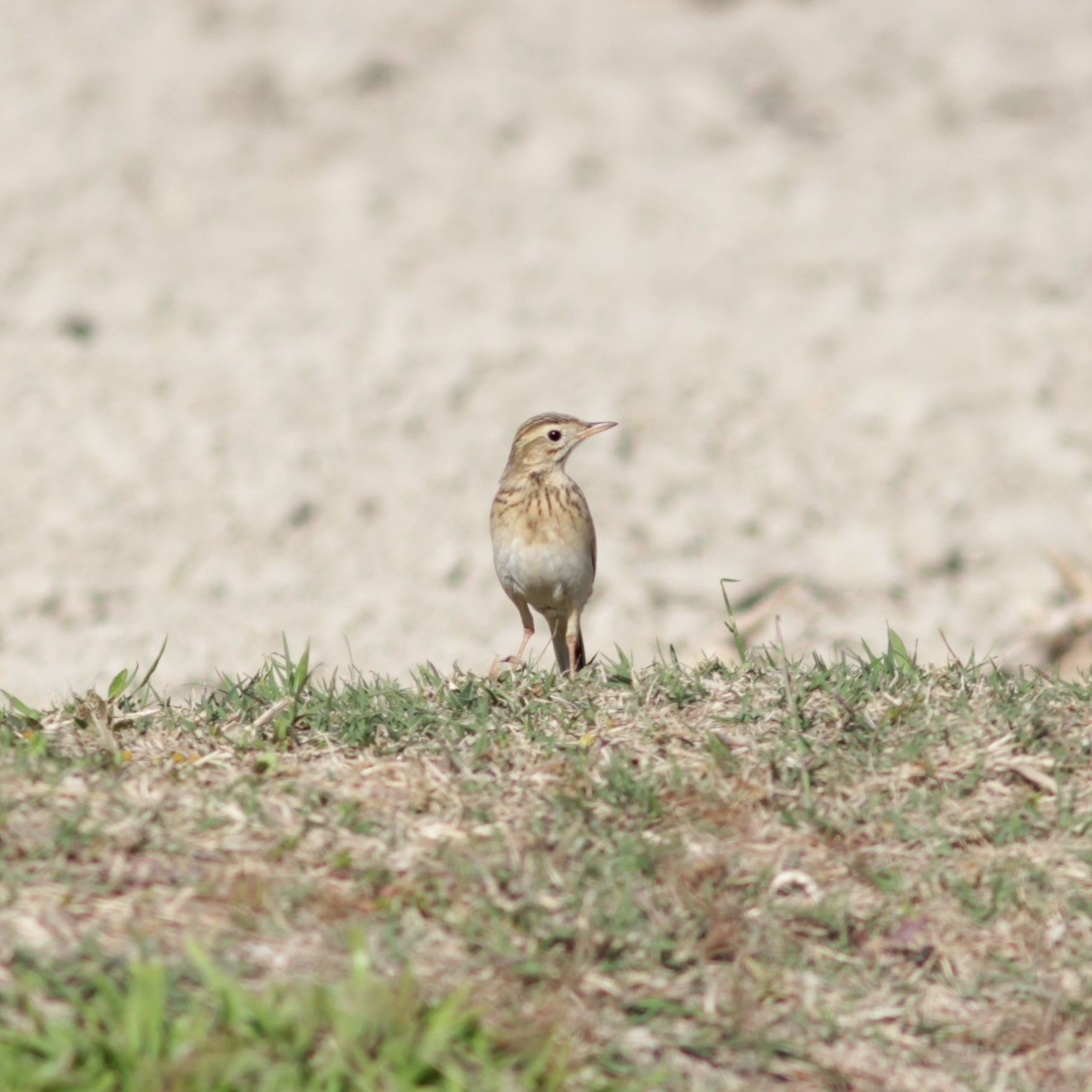 Richard's Pipit (Anthus richardi), photo 5
