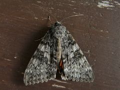 Catocala semirelicta