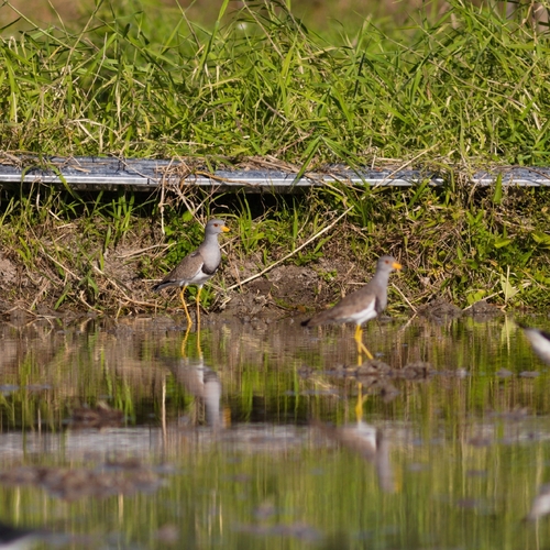Grey-headed Lapwing (Vanellus cinereus), photo 4