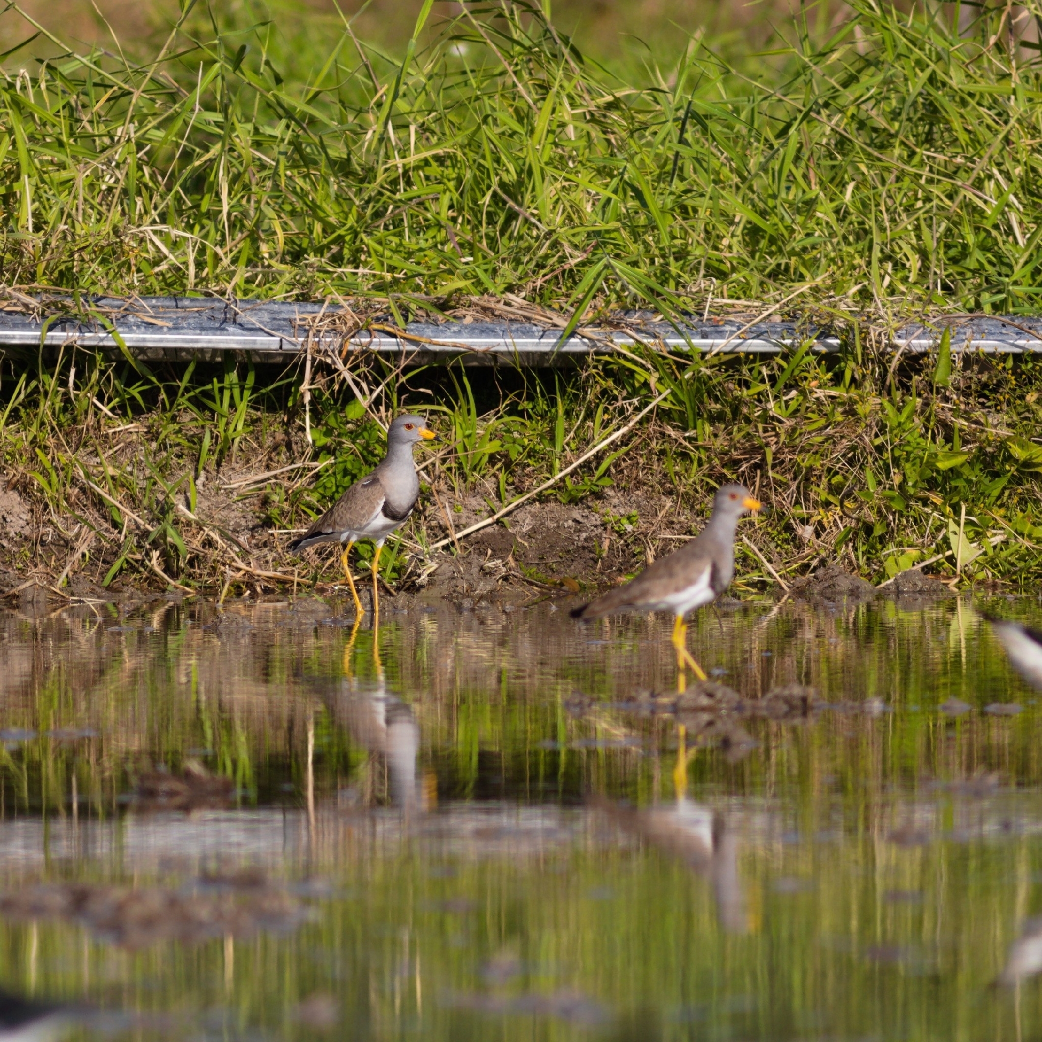 Grey-headed Lapwing (Vanellus cinereus), photo 4
