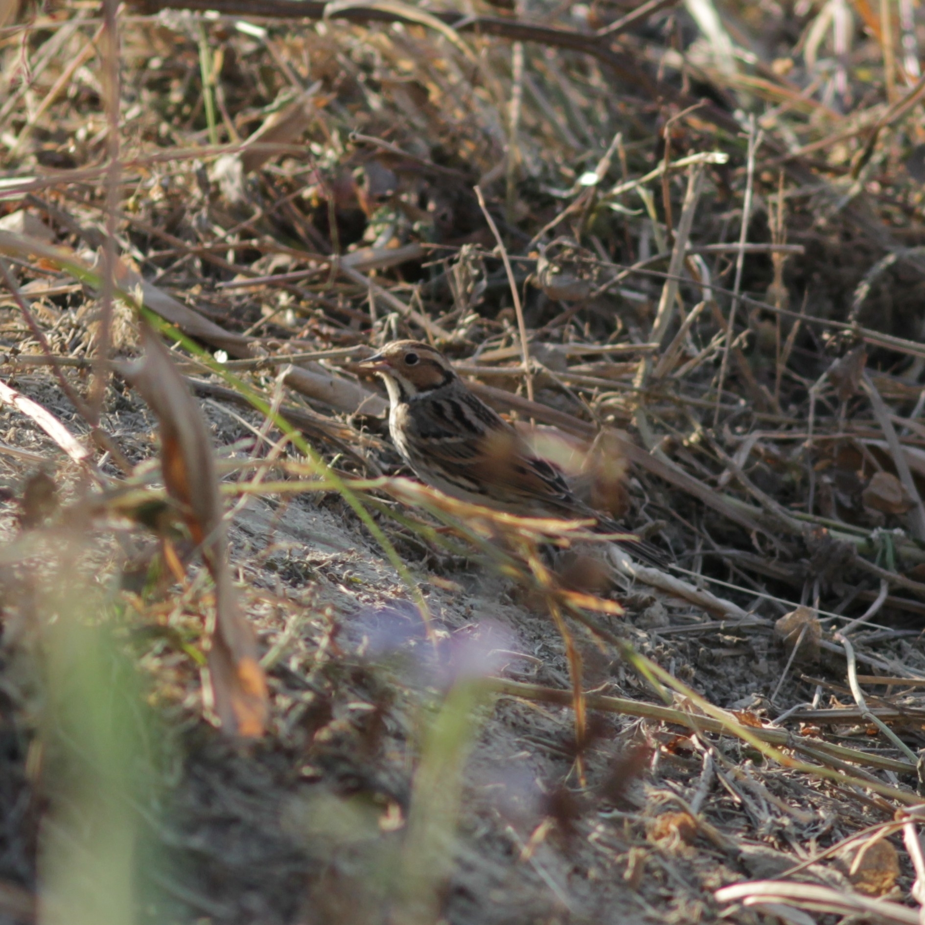 Little Bunting (Emberiza pusilla), photo 3