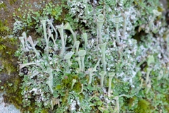 Cladonia asahinae
