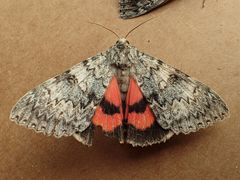 Catocala semirelicta