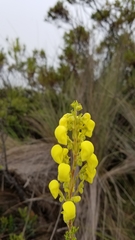 Calceolaria ericoides