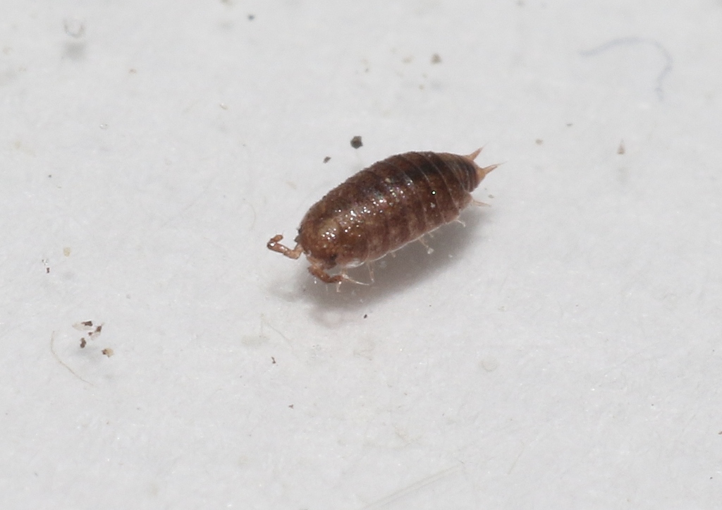 Cordioniscus