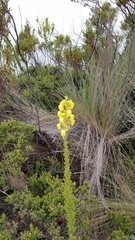 Calceolaria ericoides