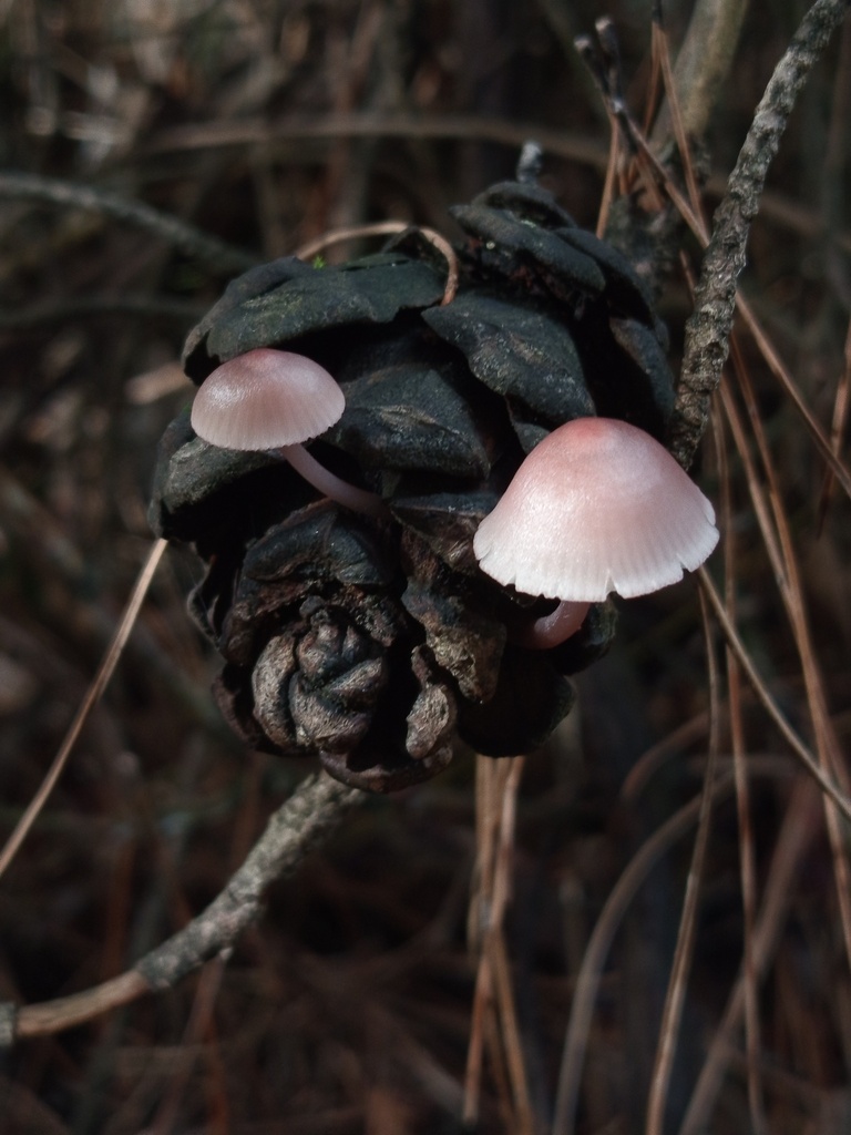 Mycena seynii · January 2026 · photo: © meaglinumut (iNaturalist, cc-by)