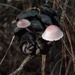 Tekne Kukulcuk Mantarı (Mycena seynii)