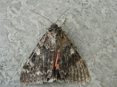 Catocala briseis