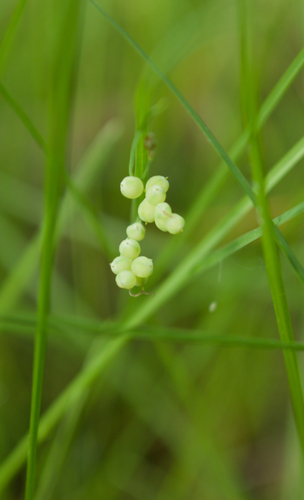 golden sedge (Carex aurea)