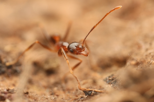 背视图图像 - passcho