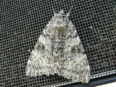 Catocala semirelicta