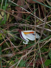 Crocus fleischeri