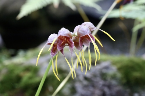 Tailed Orchid