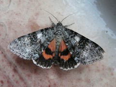 Catocala briseis
