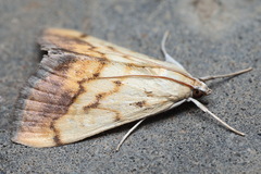 Evergestis extimalis