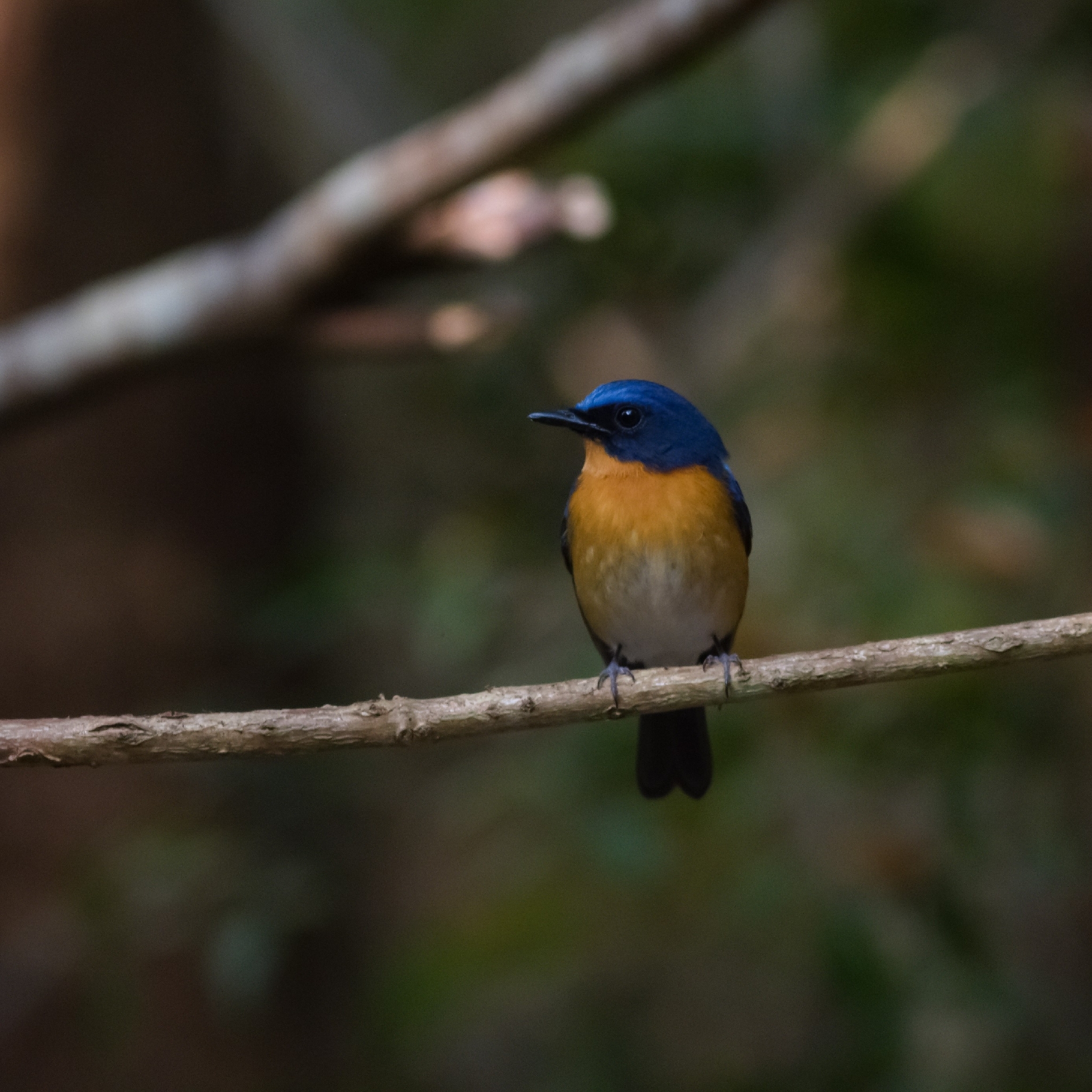 Hill Blue Flycatcher (Cyornis whitei), photo 1