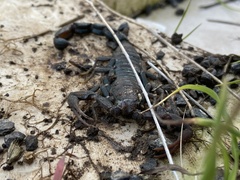 Hottentotta judaicus