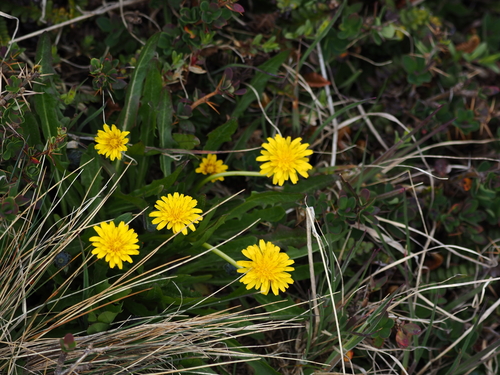 Gillies's dandelion (Taraxacum gilliesii)