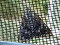 Catocala semirelicta