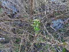 Scrophularia umbrosa