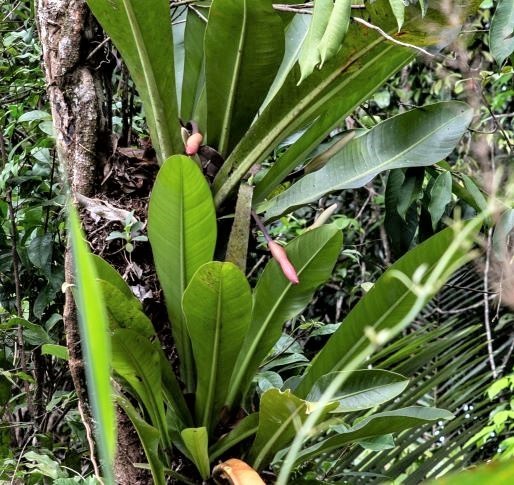 Philodendron linnaei  iNaturalist