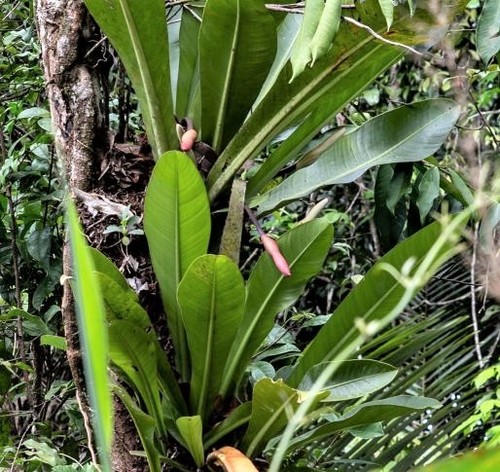 Philodendron linnaei