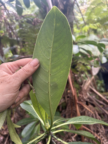 Psychotria hawaiiensis observed 2026-01-08