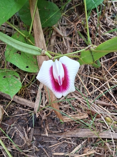 Centrosema plumieri, photograph 3