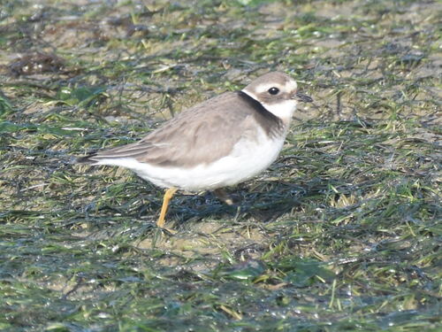 iNaturalist: (c) dmgallagher, some rights reserved (CC BY-NC) iNaturalist image