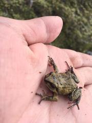 Pristimantis curtipes