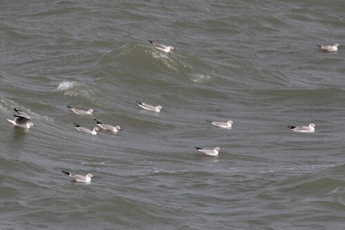 iNaturalist: (c) Luke Smith, some rights reserved (CC BY-NC), uploaded by Luke Smith iNaturalist image