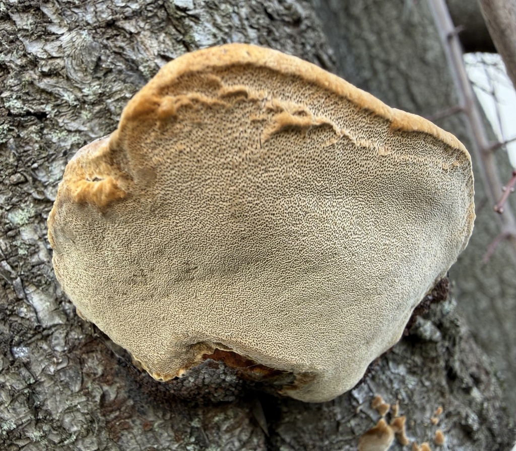 Phellinus pomaceus · January 2026 · photo: © lucian_clanet (iNaturalist, cc-by)