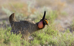 Tympanuchus pallidicinctus