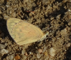 Colotis calais williami