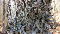 Parmelia submontana