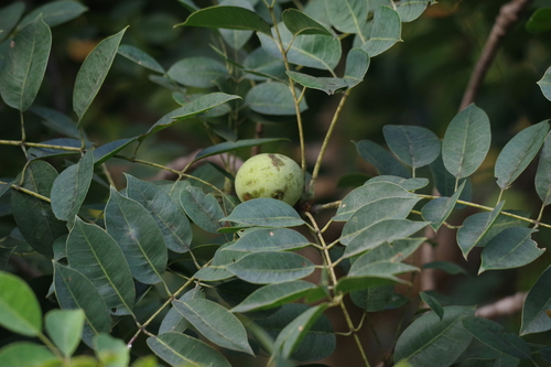 Marula