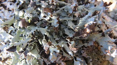 Parmelia submontana