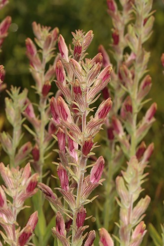 American chaffseed (Schwalbea americana)